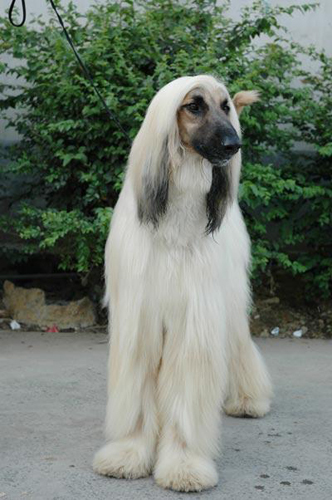 富贵的阿富汗猎犬图片
