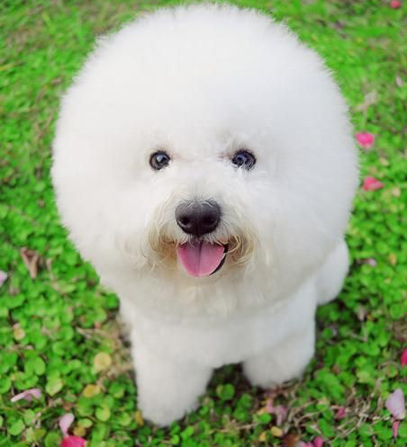 萌宠比熊犬很俏皮