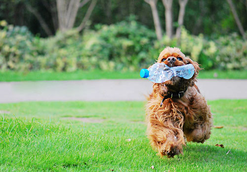 女生最爱贵宾犬
