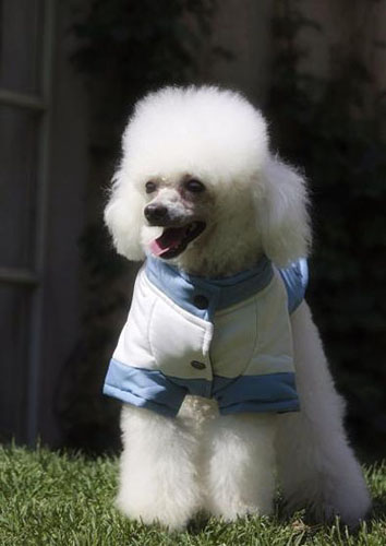 女生最爱贵宾犬