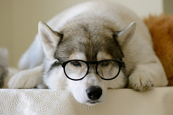 哈士奇多少钱一只