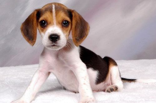 比格犬的种类 选宠需要注意哪几点