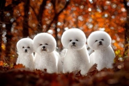 雪绒绒的比熊犬靓图