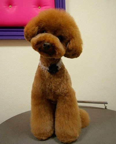 贵宾犬的种类 现代人最贴心的伴侣犬