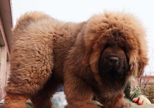 最大的藏獒图片 凶猛却很忠诚