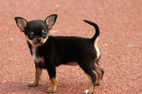 纯种吉娃娃国际标准 萌宠招人爱