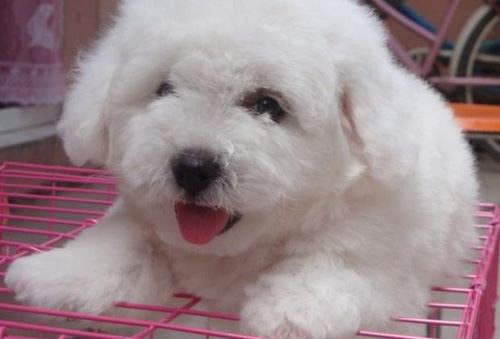 萌宠比熊犬很俏皮