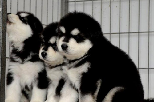 阿拉斯加雪橇犬怎么看 挑选狗狗有窍门