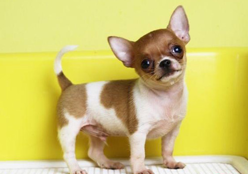 吉娃娃怎么选 挑选纯正的吉娃娃