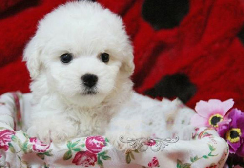 萌宠比熊犬很俏皮