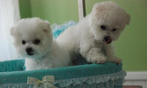 萌宠比熊犬很俏皮