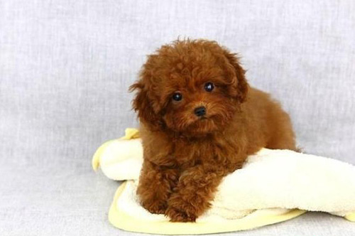 聪明的泰迪的可爱图片