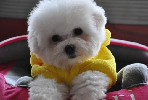 雪绒绒的比熊犬靓图