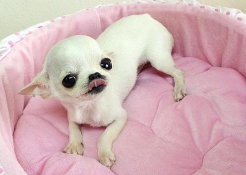 纯种吉娃娃国际标准 萌宠招人爱