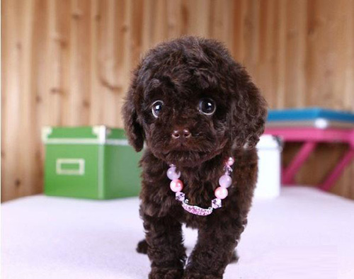 小泰迪犬的可爱瞬间