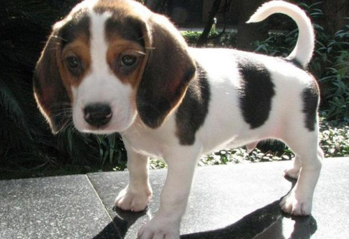 比格犬好养吗 史奴比的原型狗狗