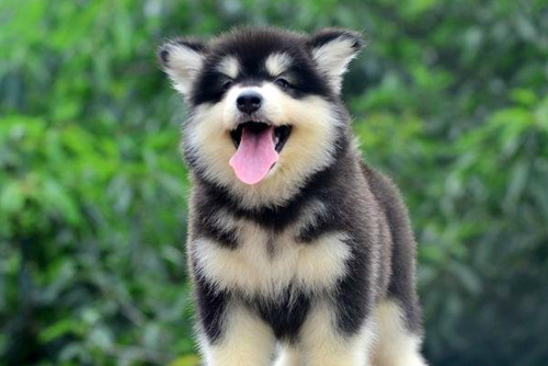 阿拉斯加雪橇犬美图