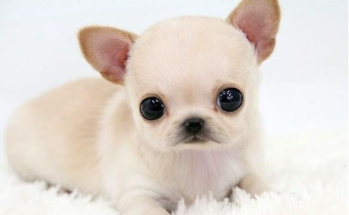 纯种吉娃娃国际标准 萌宠招人爱