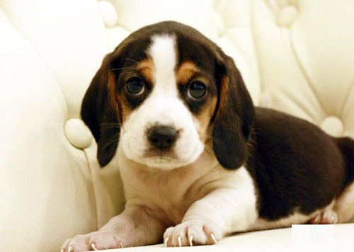 比格犬的缺点 好奇心重爱搞破坏