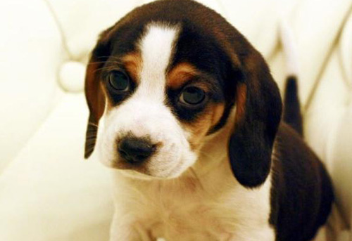 比格犬掉毛吗 生理性掉毛属正常