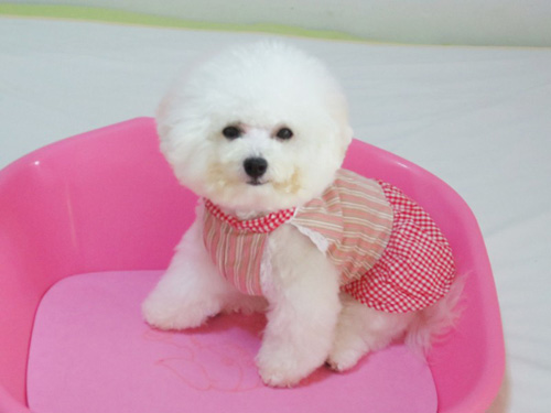 比熊怎么训练大小便 主人细心去训练