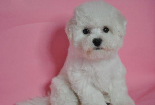 雪绒绒的比熊犬靓图