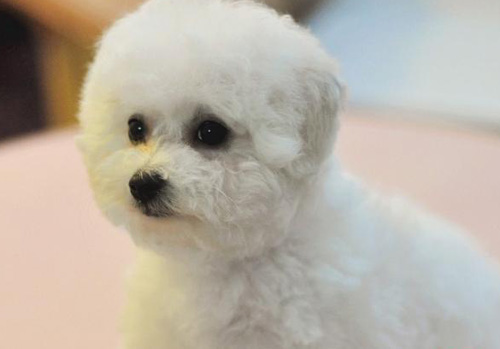 萌宠比熊犬很俏皮