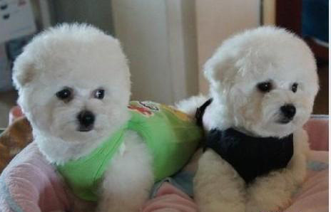 萌宠比熊犬很俏皮