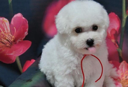 萌宠比熊犬很俏皮