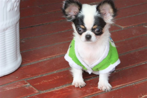 挑选吉娃娃需要注意什么 有哪些技巧