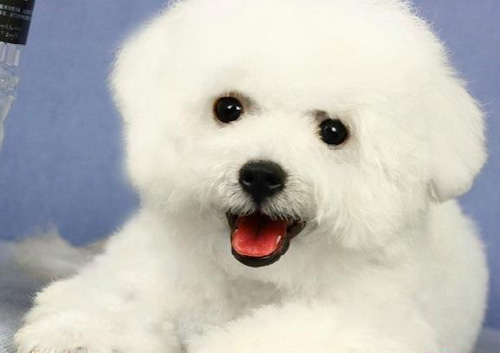 萌宠比熊犬很俏皮