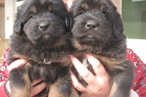 藏獒也可以很可爱的一面