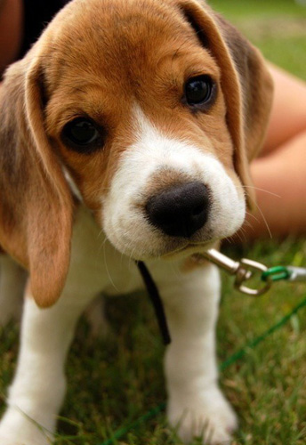 如何饲养比格犬 主人需要注重细节