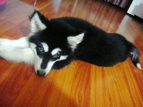 阿拉斯加雪橇犬销魂犀利的眼神