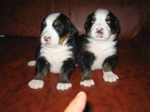 小伯恩山犬的萌图