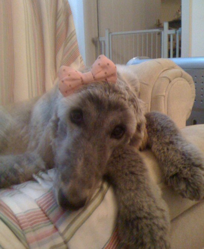 阿富汗猎犬爱吃什么 不可长期食肉