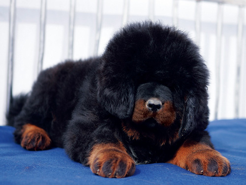 藏獒得了螨虫怎么办 螨虫对藏獒只遗传不传染