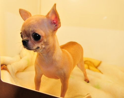 养吉娃娃要注意什么 九个细节帮助你