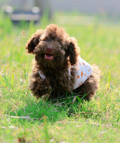 贵宾犬不能吃什么水果 不能吃什么蔬菜