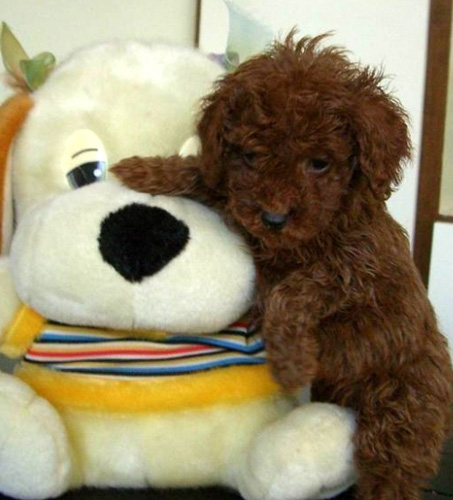 聪明的泰迪的可爱图片