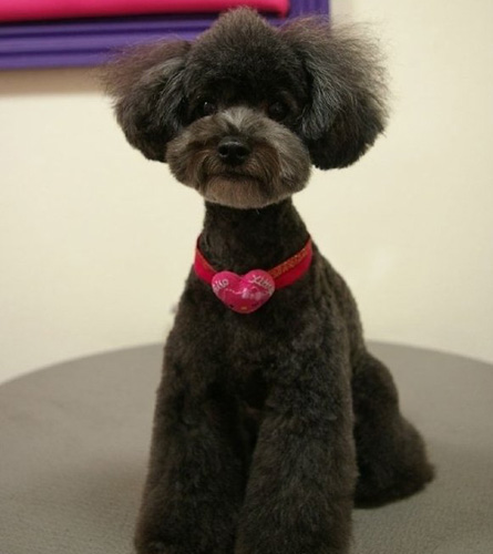 贵宾犬的可爱图片