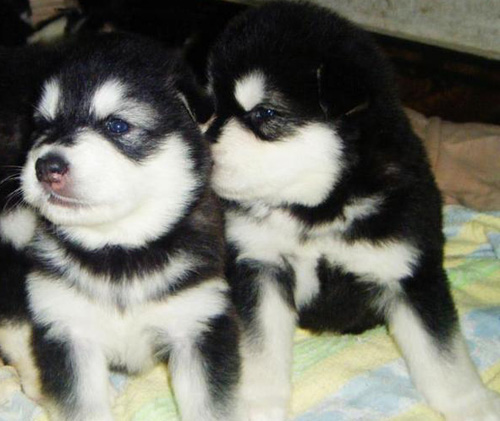 阿拉斯加雪橇犬性格 对人友好的聪明狗狗