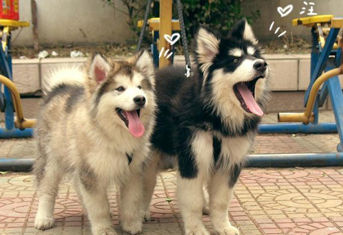 阿拉斯加雪橇犬图片大全