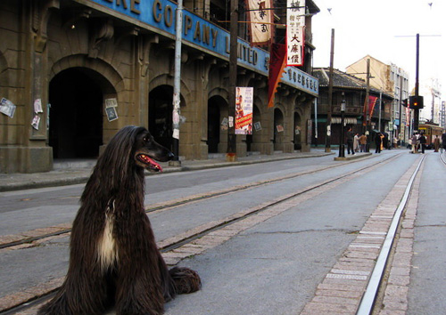阿富汗猎犬吃什么狗粮好 考虑狗粮的营养