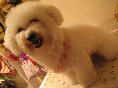 比熊犬的可爱图片