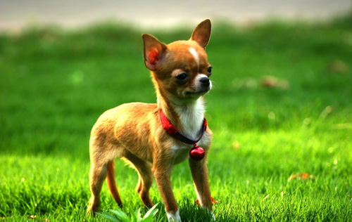 吉娃娃可爱图片 小宠的世界总是那么萌