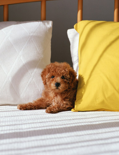 贵宾犬感冒吃什么药 感冒预防治疗的方法