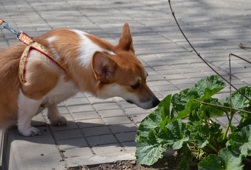 柯基犬咬人吗 可修正这个恶习