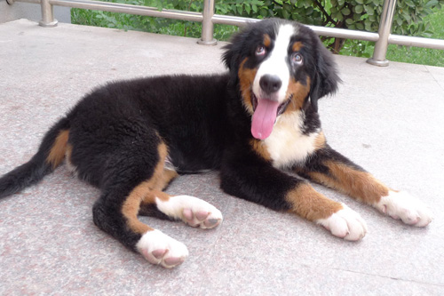 伯恩山犬寿命有多长 寿命最短的狗狗