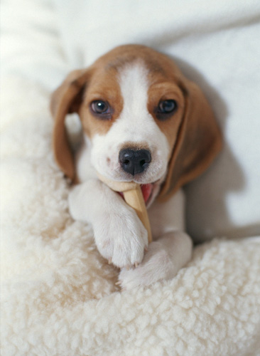 比格犬怎么样 选宠前必须了解